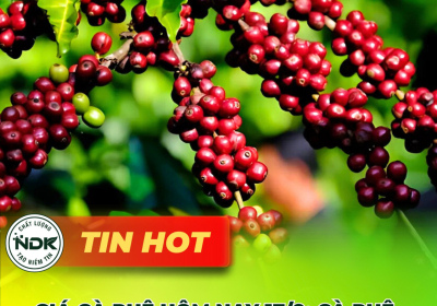 Giá cà phê hôm nay 17/9 Cà phê trong nước tăng mạnh, thế giới trái chiều