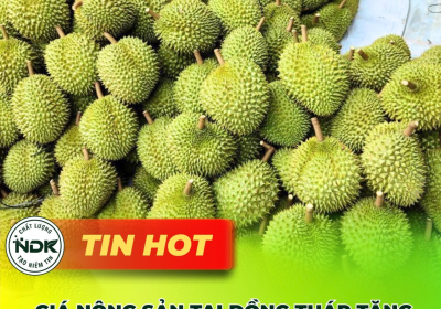 Đồng Tháp: Giá sầu riêng, mít tăng mạnh, nông dân phấn khởi