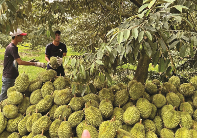 Xuất khẩu sầu riêng tăng mạnh nhờ nhu cầu toàn cầu 