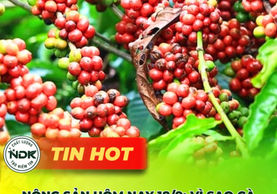 Nông sản hôm nay 18/9: Vì sao cà phê & hồ tiêu “đồng loạt giảm sốc”?