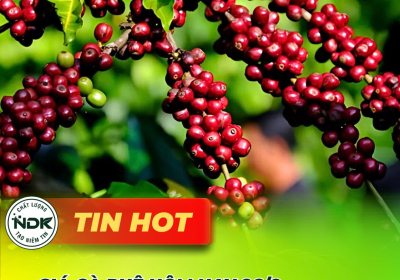 Giá cà phê hôm nay 26/9: Tây Nguyên tăng mạnh, chạm 114.500 đ/kg