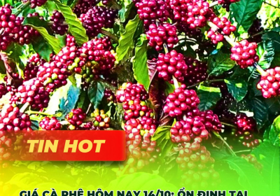 Giá Cà Phê 14/10: Ổn Định Tại Tây Nguyên