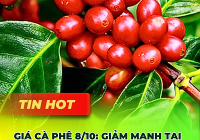Giá Cà Phê 8/10: Sụt Giảm Mạnh Tại Tây Nguyên - Cập Nhật Mới Nhất