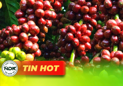 Giá Cà Phê 30/9 Tăng Nhẹ: Cập Nhật Giá Cà Phê Tây Nguyên Mới Nhất