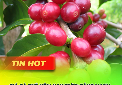 Giá Cà Phê Hôm Nay 23/10: “Nổi Sóng” Cuối Vụ, Đắk Nông Dẫn Đầu 115.700đ/kg