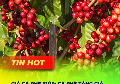 Giá Cà Phê Tăng Mạnh Cuối Tháng 10 - Cập Nhật Mới Nhất Từ Thị Trường Cà Phê