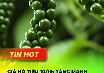 Giá hồ tiêu hôm nay 10/10: Tăng mạnh lên 149.000đ/kg, biên độ 146.000–149.000đ/kg