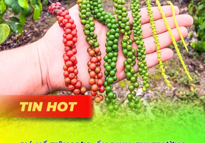 Giá Hồ Tiêu 16/10: Hồ Tiêu Khởi Sắc Nhẹ - Cập Nhật Mới Nhất