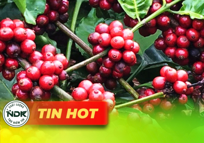 Thị Trường Nông Sản 29/9: Giá Cà Phê, Hồ Tiêu, Lúa Gạo Duy Trì Ổn Định