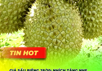 Thị trường sầu riêng khởi sắc trở lại – Giá sầu riêng hôm nay 28/10 tăng nhẹ tại nhiều vùng