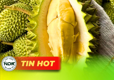 Giá sầu riêng hôm nay 1/10: Neo cao, thị trường ổn định