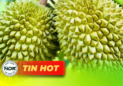 Giá sầu riêng hôm nay 6/10: Giá tăng mạnh, xuất khẩu đạt kỷ lục