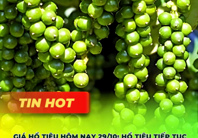 Giá tiêu hôm nay 29/10: Giảm nhẹ nhưng vẫn duy trì ở mức cao