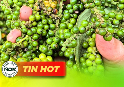 Giá tiêu hôm nay 27/9: Tăng nhẹ, ngược chiều thế giới