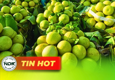 Xuất khẩu nông sản Việt Nam 2025: Tăng trưởng mạnh mẽ và dự báo đạt 70 tỷ USD