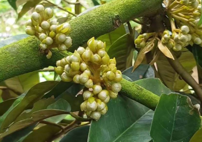 Tóm Tắt Công Đoạn Tạo Mầm Hoa Dễ Dàng Cho Cây Sau Khi Nuôi Đọt