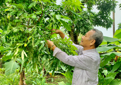 Nên chọn loại phân bón nào để cây phục hồi sau thu hoạch?