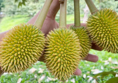 Nuôi trái non sầu riêng không khó với 2 phương pháp này
