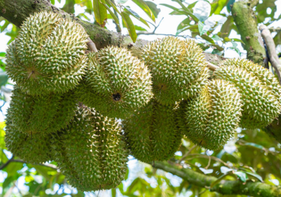 KING K2 hay Canxi Bor Organic Plus: "Bí Kíp" Nào Cho Trái Sầu Riêng Ngon Ngọt?