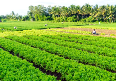 Cây rau màu và quy trình bón phân chuẩn nhất