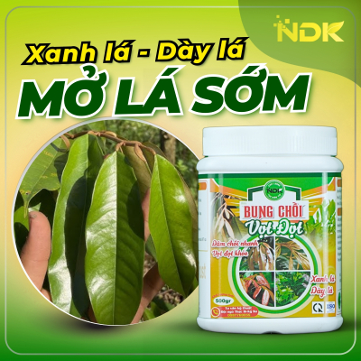 BUNG CHỒI VỌT ĐỌT | 500G