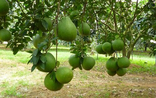 Bảo quản bưởi sau thu hoạch: Giữ trọn vị ngon, kéo dài thời gian sử dụng