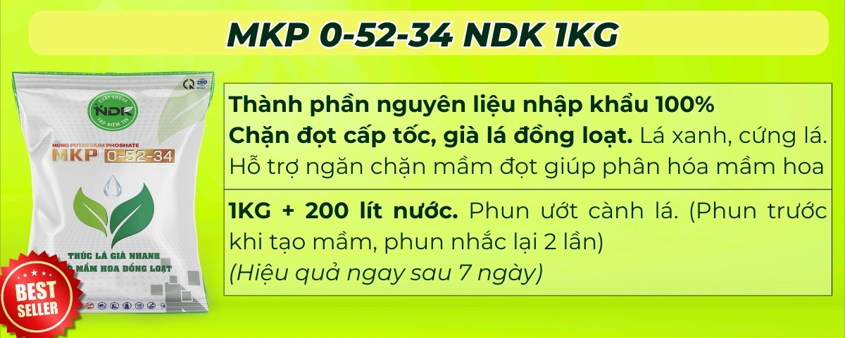 BÓN GỐC CHO CÂY ĂN QUẢ ĐÚNG CÁCH & TIẾT KIỆM