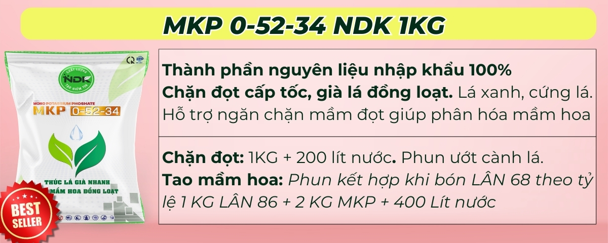 BÓN GỐC CHO CÂY ĂN QUẢ ĐÚNG CÁCH & TIẾT KIỆM