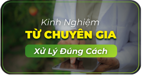 https://nongduockhang.com/kinh-nghiem-ky-thuat/cay-an-qua