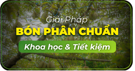 https://nongduockhang.com/cay-sau-rieng